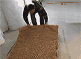 LRR2.gif